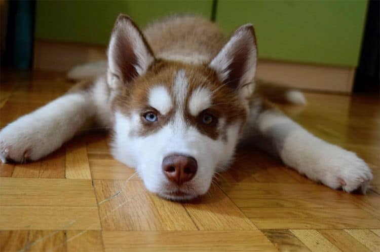 Chó Husky  Tìm hiểu cách nuôi giá bán chó husky mà bạn nên biết