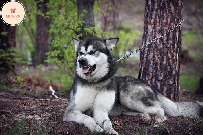 Chó Alaska (Alaska Malamute)
