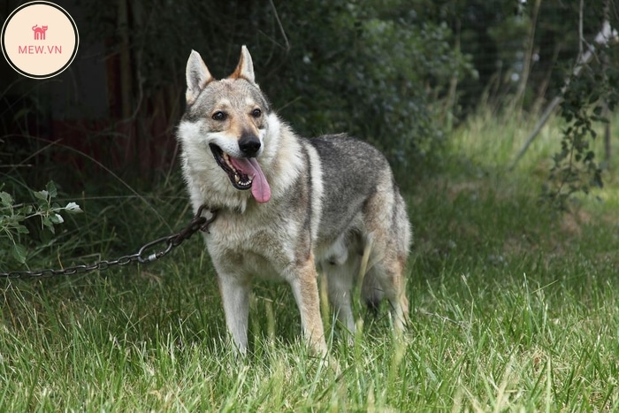 Chó lai Sói (Wolfdog)