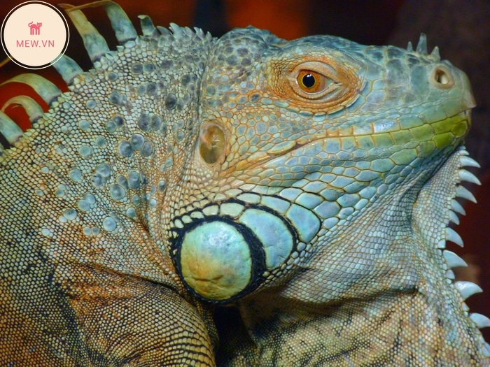 Rồng Nam Mỹ: Green Iguana