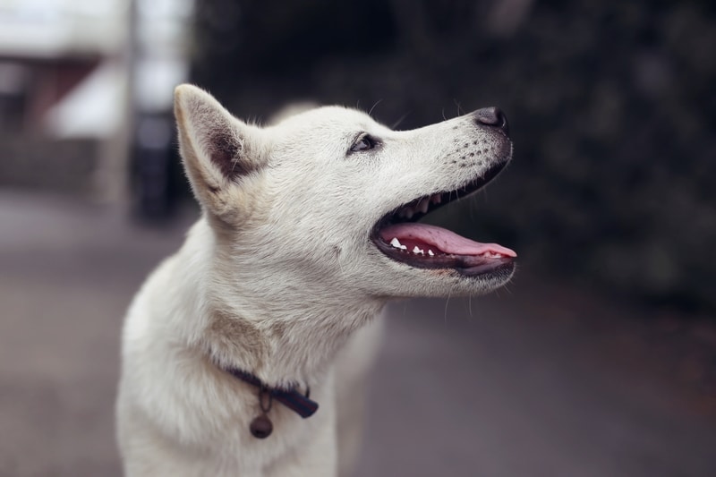 Đặt Tên Cho Chó: Tổng Hợp Tên Hay, Độc Đáo Nhất Dành Cho Chó Yêu - Mew Pet  Shop
