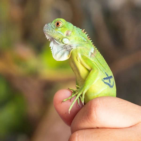 Rồng Nam Mỹ Xanh Lá - Green Iguana 3
