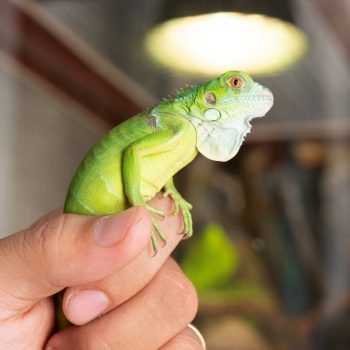 Rồng Nam Mỹ Xanh Lá - Green Iguana 4