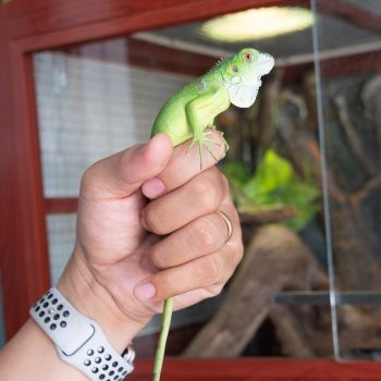 Rồng Nam Mỹ Xanh Lá - Green Iguana 5