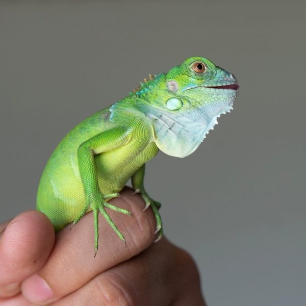 Rồng Nam Mỹ Xanh Lá - Green Iguana 7