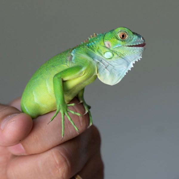 Rồng Nam Mỹ Xanh Lá - Green Iguana 8