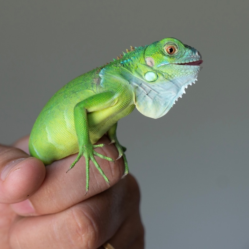 Rồng Nam Mỹ Xanh - Green Iguana Nhập Khẩu [100% Hàng Đẹp]