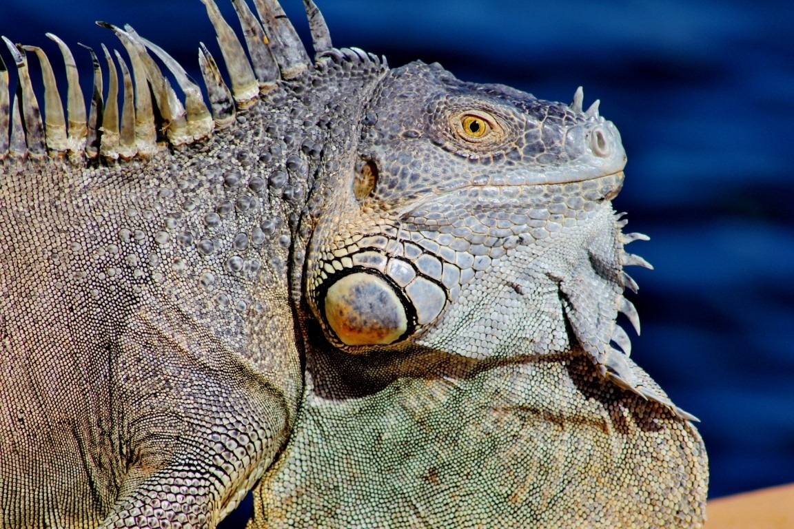 Rồng Nam Mỹ Xanh - Green Iguana trưởng thành