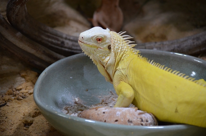 Rồng Nam Mỹ vàng Albino Iguana