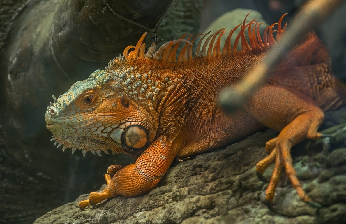 Red Iguana - Rồng Nam Mỹ Đỏ