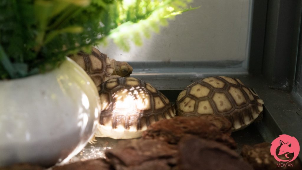 Rùa Sulcata Hàng Đẹp - Rùa Châu Phi Nhập Khẩu [100% GIÁ TỐT]