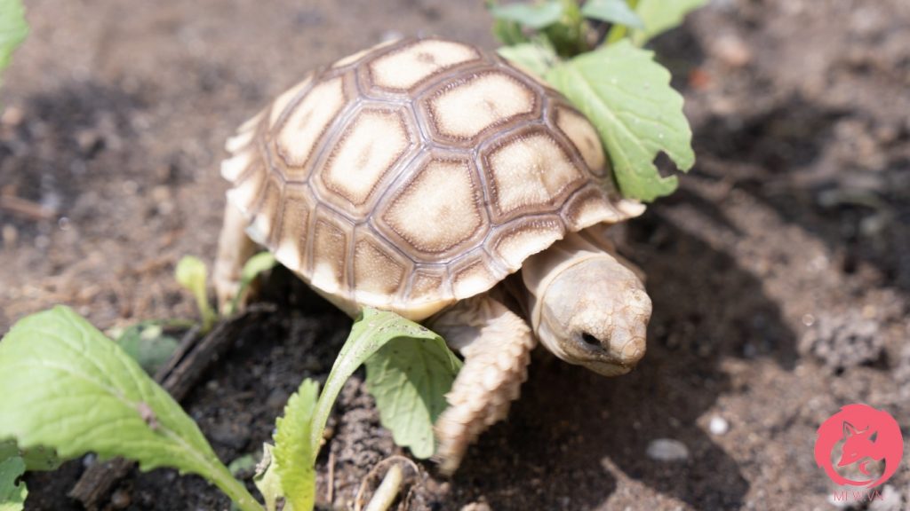 Rùa Sulcata Hàng Đẹp - Rùa Châu Phi Nhập Khẩu [100% GIÁ TỐT]