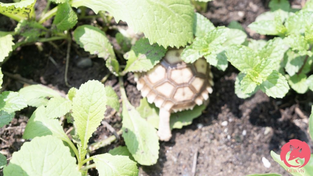 Rùa Sulcata Hàng Đẹp - Rùa Châu Phi Nhập Khẩu [100% GIÁ TỐT]