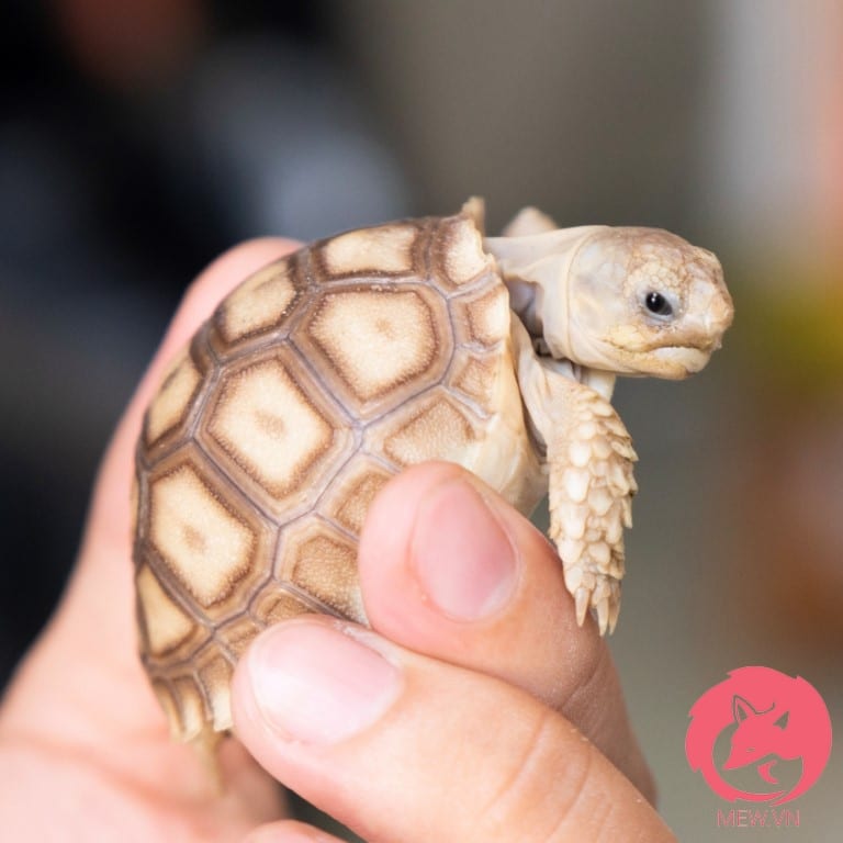 Con rùa Sulcata là loài động vật rất thú vị và đáng yêu, với đôi mắt tròn xoe và chiếc mai siêu đẹp. Hãy bấm ngay vào hình để chứng kiến sự đáng yêu của chúng nhé!