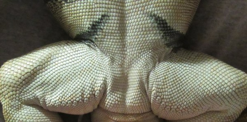 Hàng lỗ chân lông của Rồng Nam Mỹ cái
