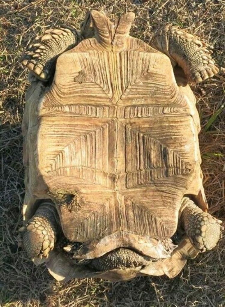 7 Cách Phân Biệt Giới Tính Rùa Sulcata Châu Phi [CHUẨN LUÔN]