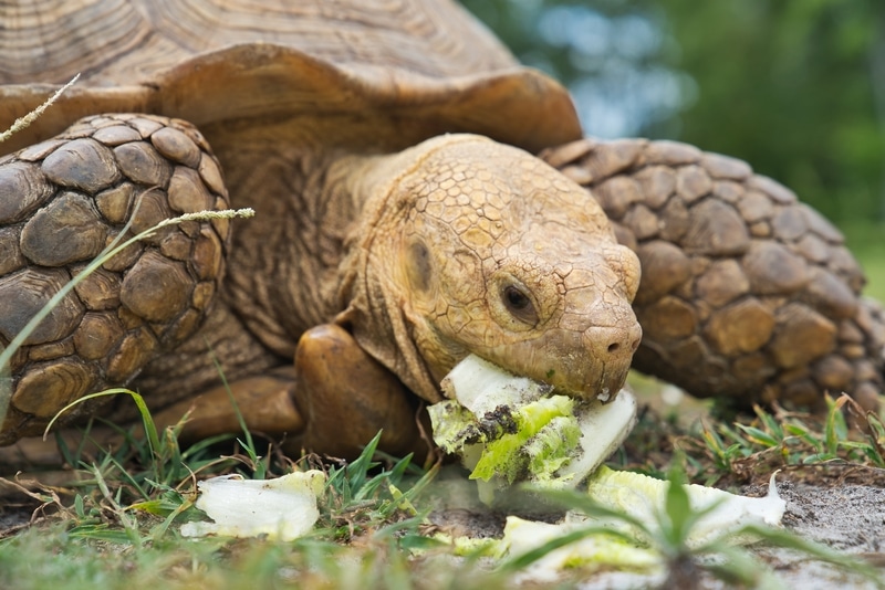Rùa Sulcata ăn gì?