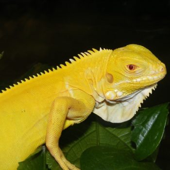 Rồng Nam Mỹ Bạch Tạng Vàng Albino Iguana 10