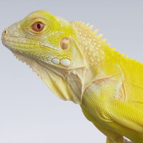 Rồng Nam Mỹ Bạch Tạng Vàng Albino Iguana 2