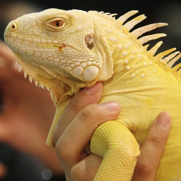 Rồng Nam Mỹ Bạch Tạng Vàng Albino Iguana 6