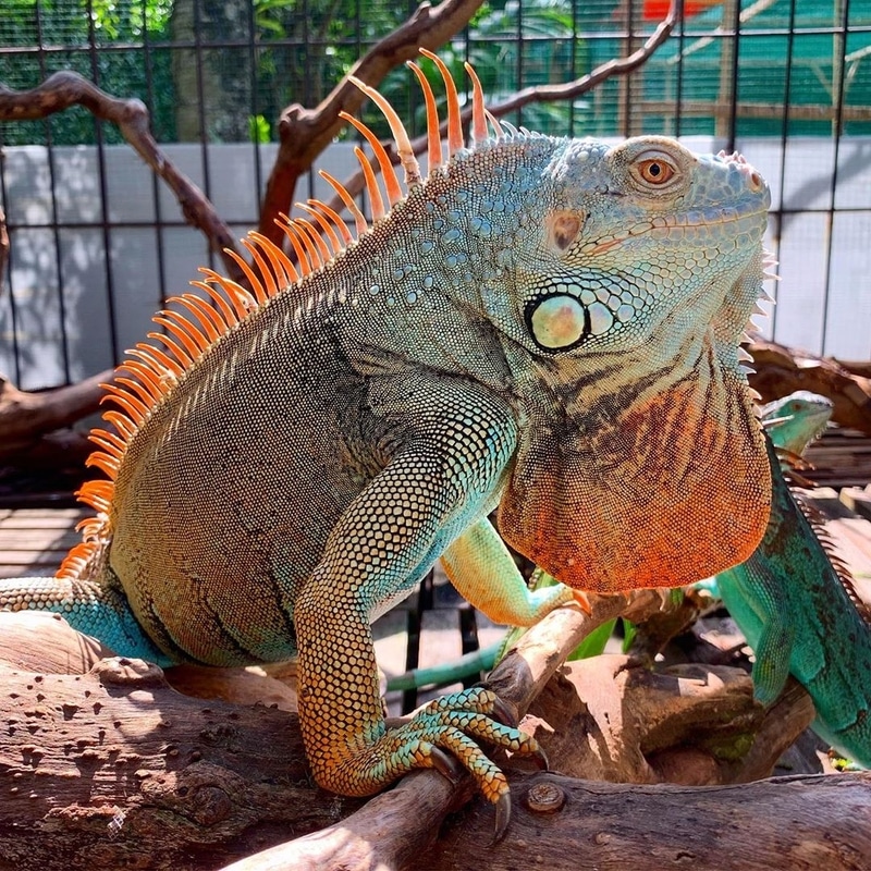 Blue Iguana trưởng thành