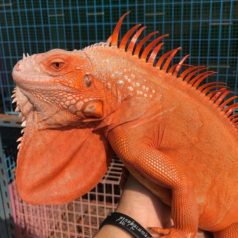 Red Hypo Iguana có màu cam sáng