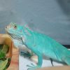 Rồng Nam Mỹ Xanh Dương - Blue Axanthic Iguana 1