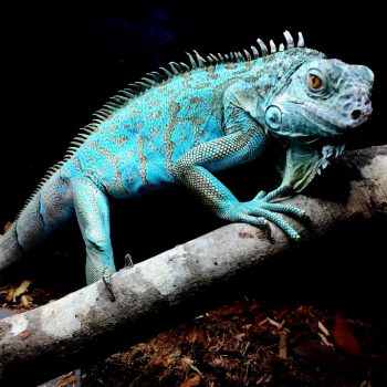 Rồng Nam Mỹ Xanh Dương - Blue Axanthic Iguana 2