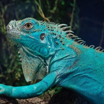 Rồng Nam Mỹ Xanh Dương - Blue Axanthic Iguana 4