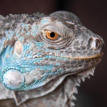 Rồng Nam Mỹ Xanh Dương - Blue Axanthic Iguana 6