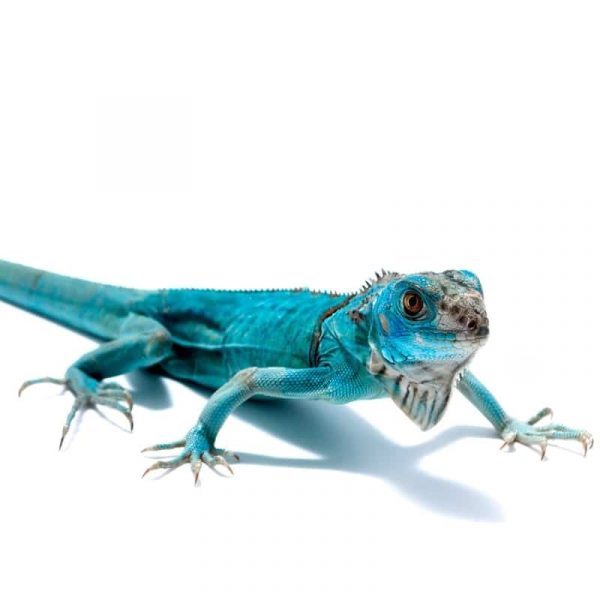 Rồng Nam Mỹ Xanh Dương - Blue Axanthic Iguana 8