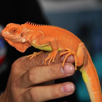 Rồng Nam Mỹ Đỏ Hypo - Red Hypo Iguana 1