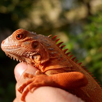 Rồng Nam Mỹ Đỏ Hypo - Red Hypo Iguana 2