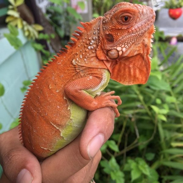 Rồng Nam Mỹ Đỏ Hypo - Red Hypo Iguana 4