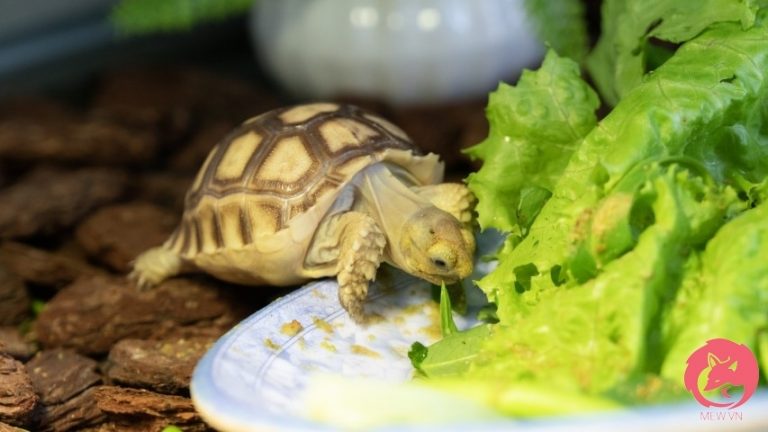 Giá Rùa Sulcata Tortoise 2025 - Rùa Sulcata Giá Bao Nhiêu?