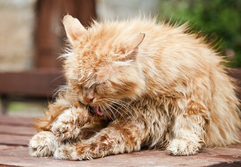 Lồng sấy mèo giúp mèo nhanh khô