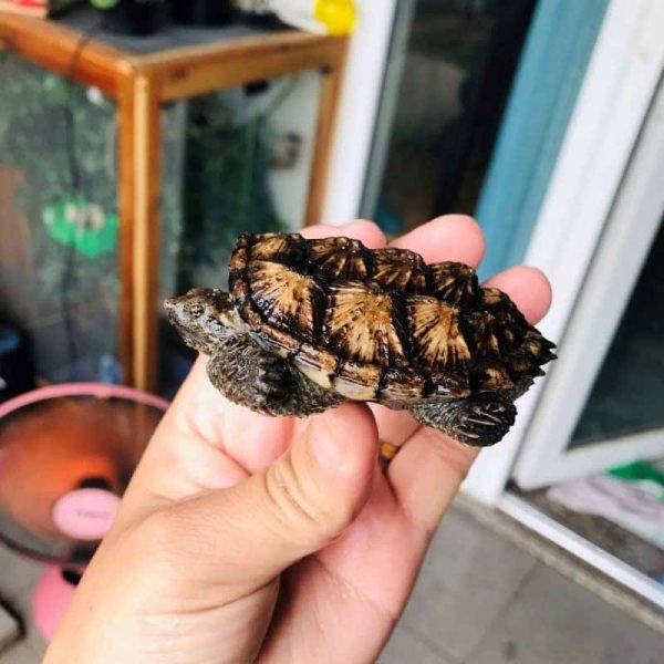Rùa Common Snapping Mai Vàng Baby 12