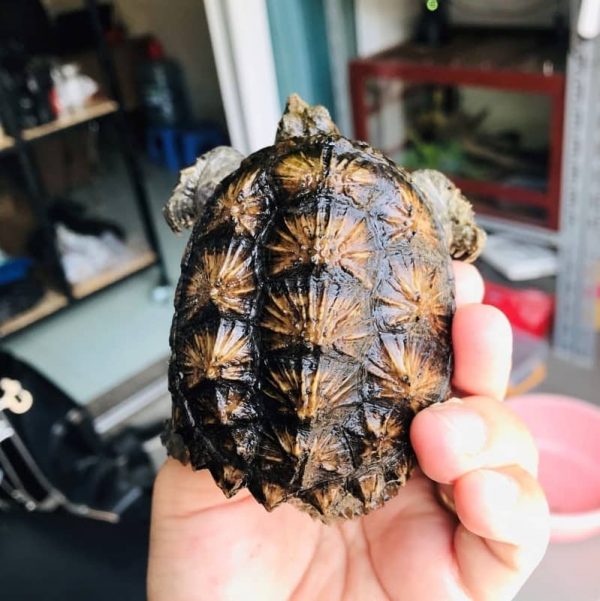 Rùa Common Snapping Mai Vàng Baby 15