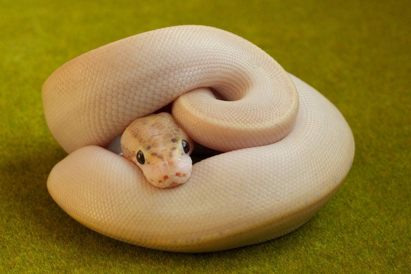 Ivory Ball Python