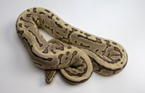 SHOP Trăn Bóng Ball Python Nhập Khẩu Màu Đẹp Giá Tốt #1