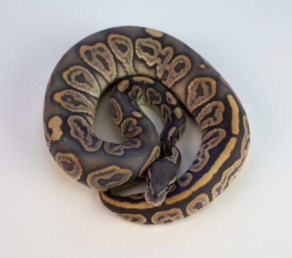 SHOP Trăn Bóng Ball Python Nhập Khẩu Màu Đẹp Giá Tốt #1