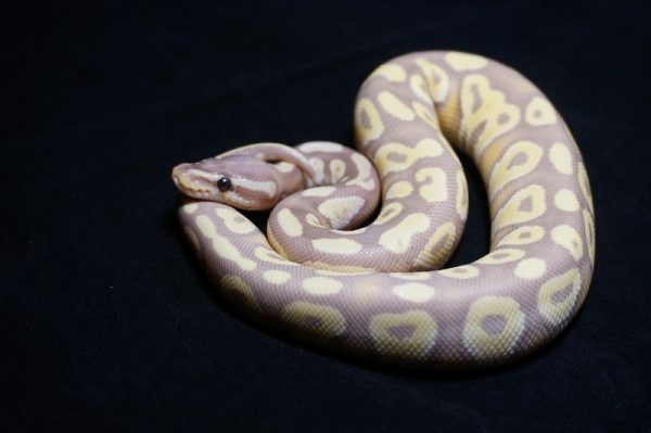 SHOP Trăn Bóng Ball Python Nhập Khẩu Màu Đẹp Giá Tốt #1