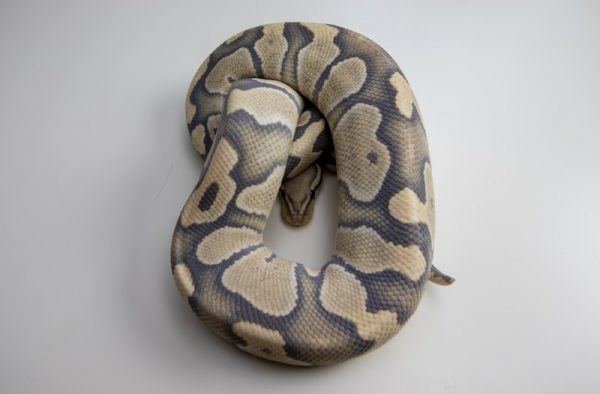SHOP Trăn Bóng Ball Python Nhập Khẩu Màu Đẹp Giá Tốt #1