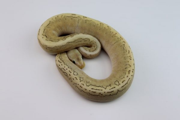 SHOP Trăn Bóng Ball Python Nhập Khẩu Màu Đẹp Giá Tốt #1