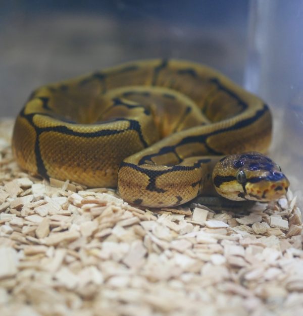 SHOP Trăn Bóng Ball Python Nhập Khẩu Màu Đẹp Giá Tốt #1