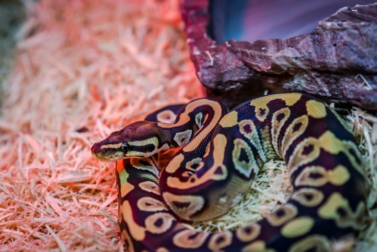 SHOP Trăn Bóng Ball Python Nhập Khẩu Màu Đẹp Giá Tốt #1