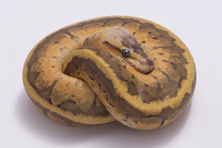 SHOP Trăn Bóng Ball Python Nhập Khẩu Màu Đẹp Giá Tốt #1
