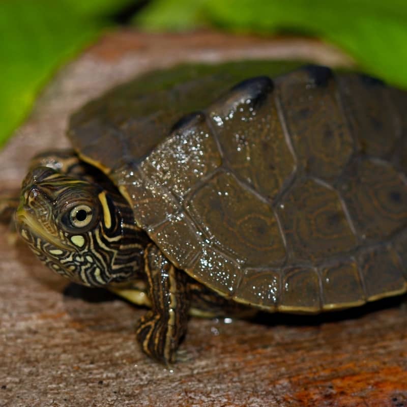 Mississippi Map Turtle là một loài rùa nước đáng yêu với màu sắc rực rỡ và họa tiết lạ mắt trên vỏ. Xem hình ảnh của Mississippi Map Turtle để tìm hiểu thêm về loài rùa độc đáo này.