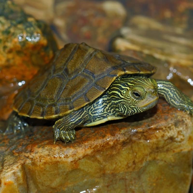 Rùa Bản Đồ Mississippi Map Turtle: 
Nếu bạn yêu thích động vật và muốn khám phá loài rùa độc đáo, hãy xem ảnh đáng yêu của Rùa Bản Đồ Mississippi Map Turtle. Màu sắc đẹp và vẻ ngoài lạ mắt của chúng sẽ khiến bạn cảm thấy vô cùng thích thú và tò mò.