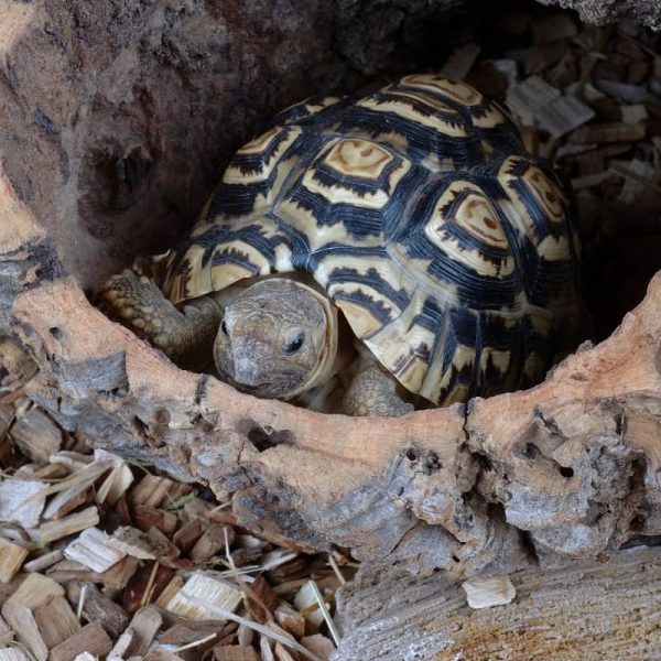 Rùa Da Báo Leopard Tortoise 9